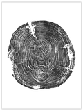 Symphysis original hand-pulled black walnut tree ring print in black ink on white paper