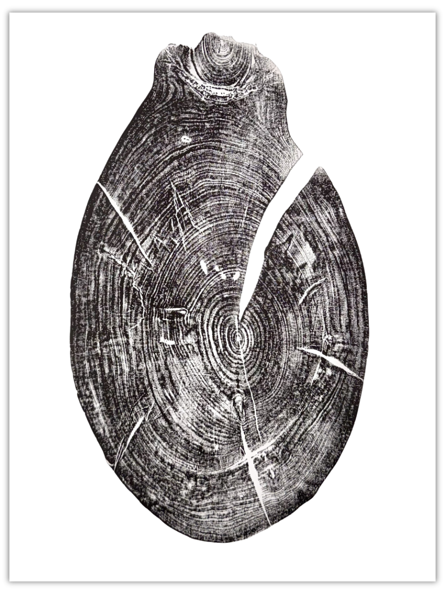 Ambrosia original hand-pulled ambrosia maple tree ring print in black ink on white paper