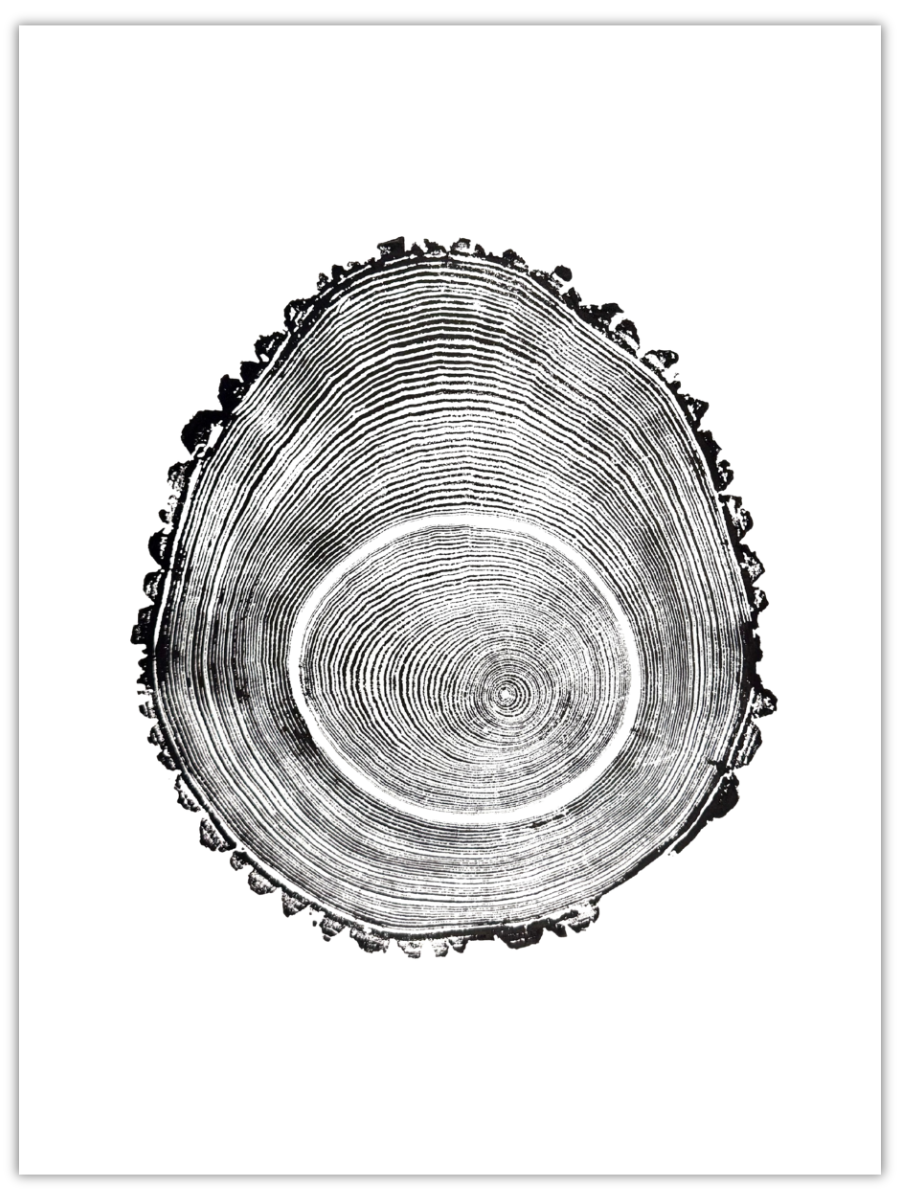 Eggberto original hand-pulled pine tree ring print in black ink on white paper