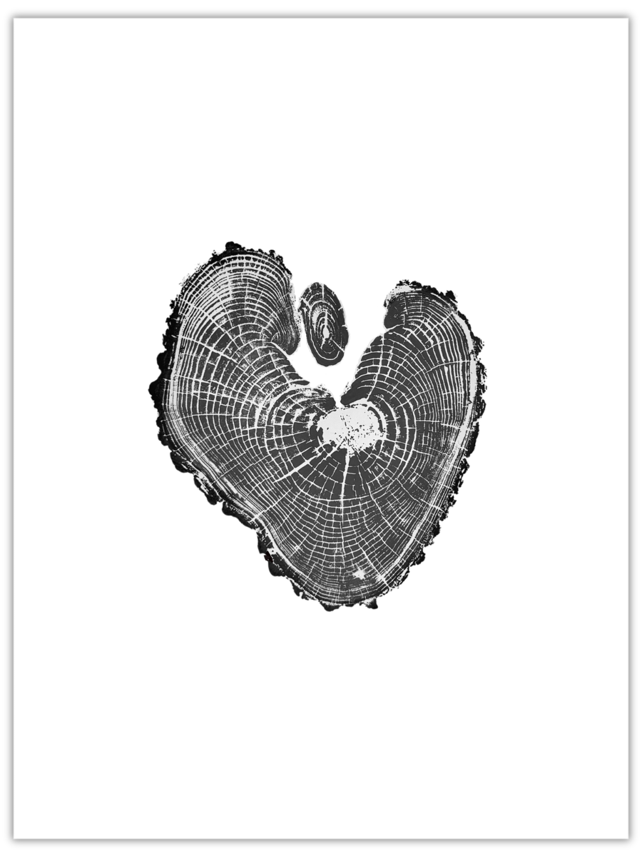 Heartthrob original hand-pulled cherry tree ring print with a natural heart-like form in black ink on white paper