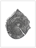 Lightning in the Mountains original hand-pulled black walnut tree ring print with two distinct centres in black ink on white paper