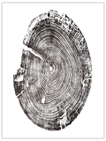 Mémé’s Mirror original hand-pulled black walnut tree ring print in black ink on white paper