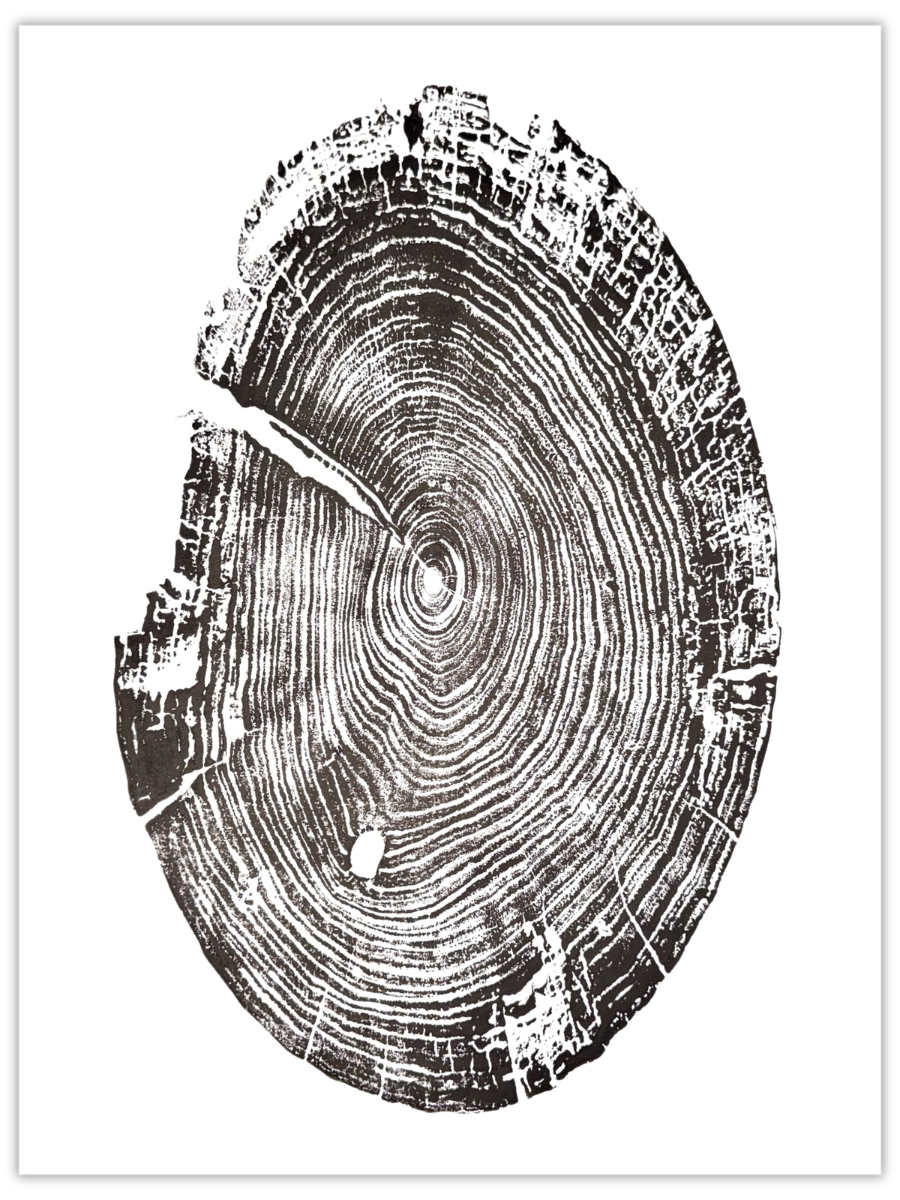 Mémé’s Mirror original hand-pulled black walnut tree ring print in black ink on white paper