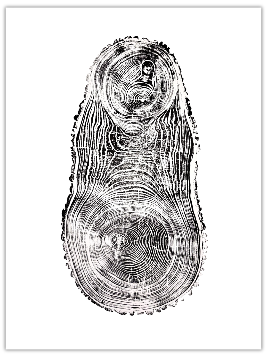 Russian Doll original hand-pulled ash tree ring print with nested growth forms in black ink on white paper