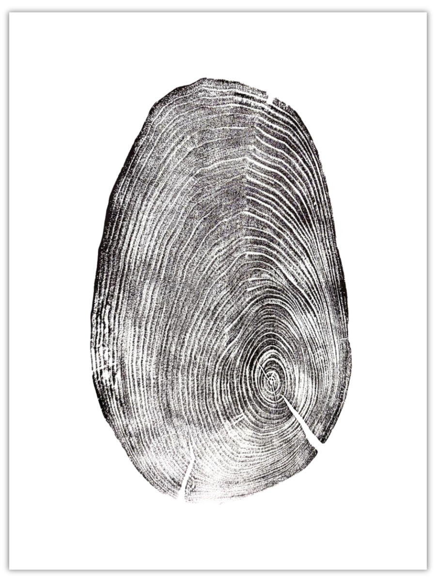 Thumb Print original hand-pulled black walnut tree ring print with a natural fingerprint-like form in black ink on white paper