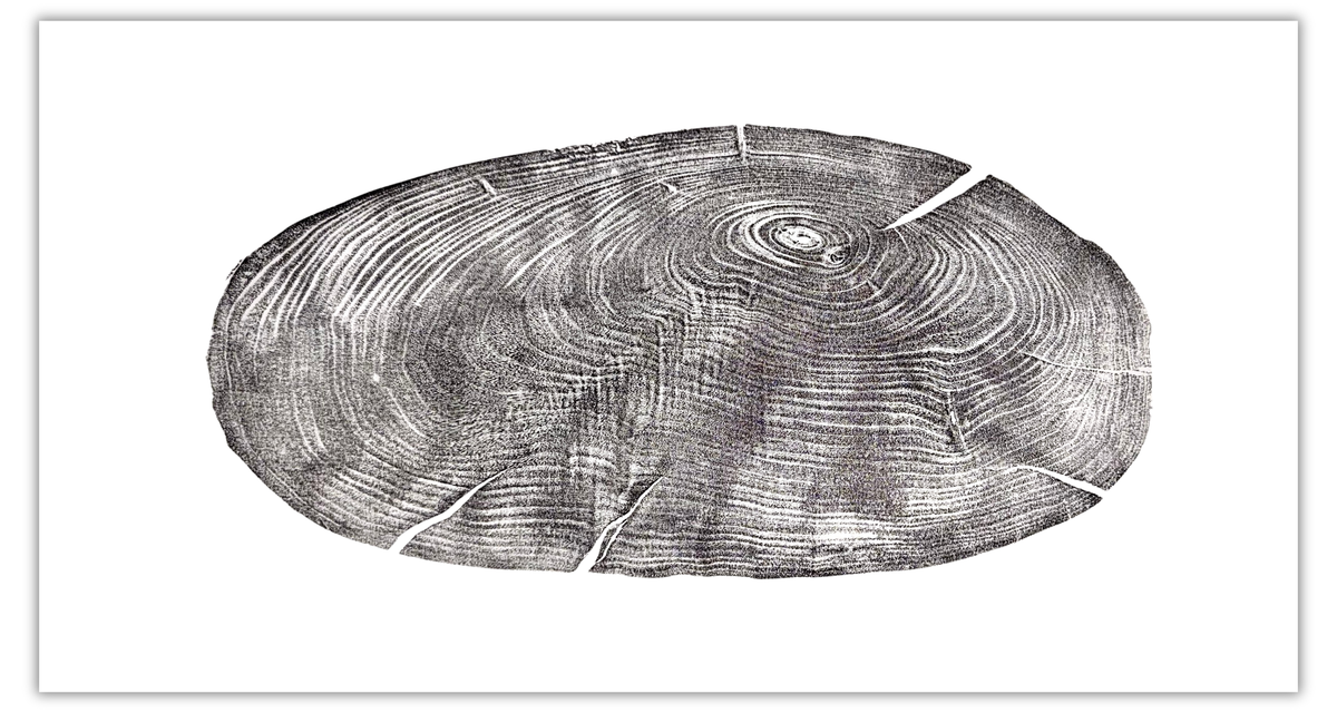 The Long View panoramic original hand-pulled black walnut tree ring print in black ink on white paper