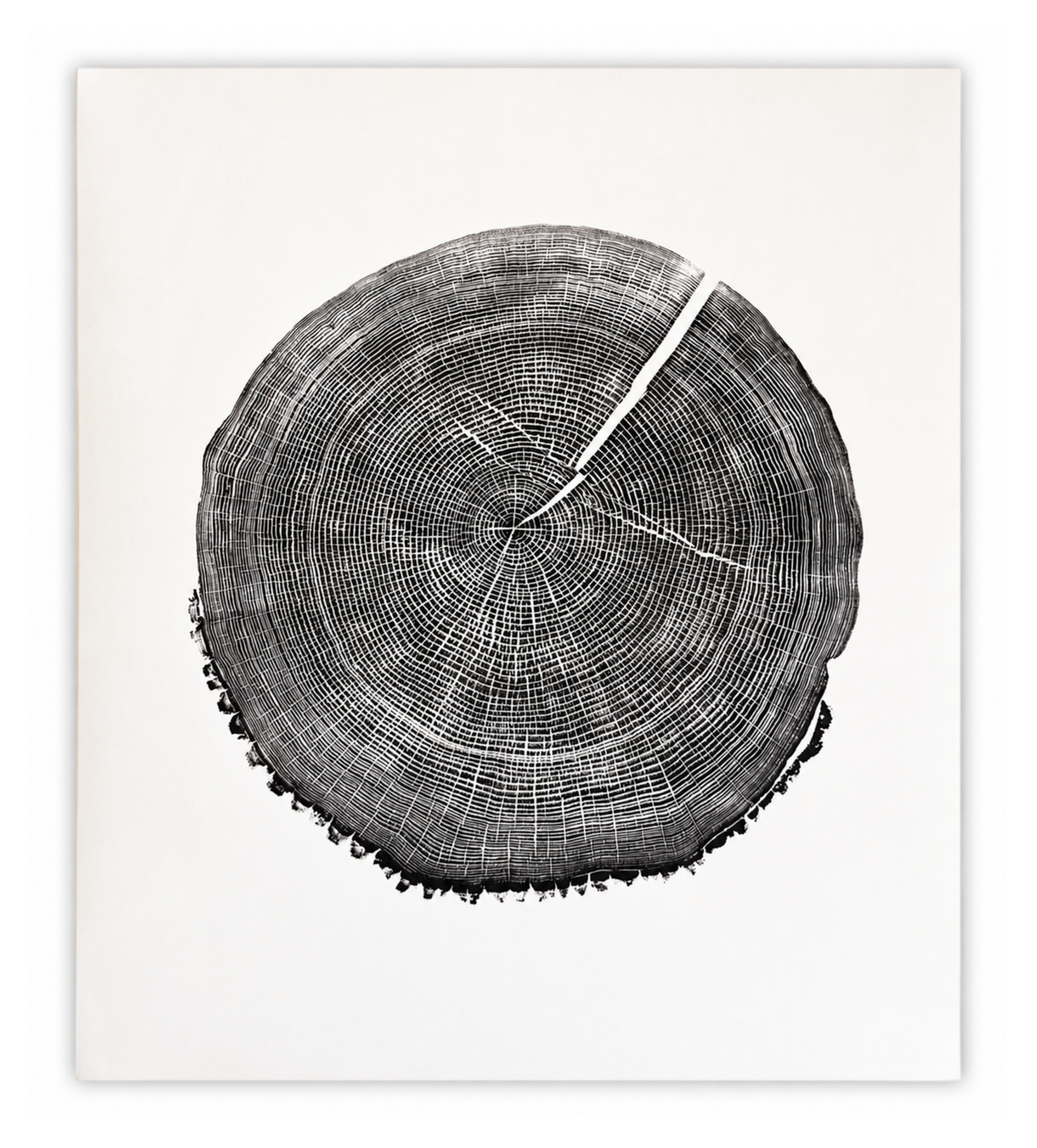 Morley large-format original hand-pulled ash tree ring print with 82 visible rings in black ink on white paper
