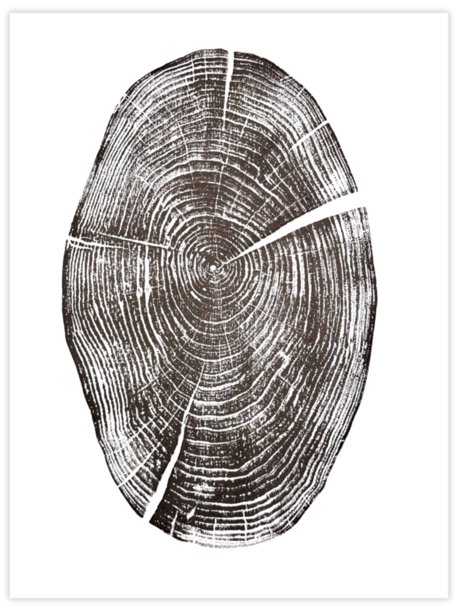 Wally original hand-pulled black walnut tree ring print with a prominent natural split in black ink on white paper